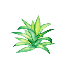 Green succulent plant isolated on white background. Watercolor hand drawing illustration. Cactus houseplant.