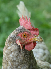 Portrait Shot Of A Greenlayer Hen, Grey Free Range Chicken