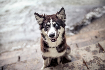 Portrait of an young laika in front of a lake sitting on stairs. Puppy having fun with water and waves. Dog explore outdoor the world