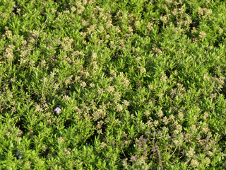 Fototapeta premium Thyme, Thymus