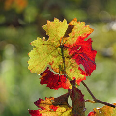 Vine Leaf In Autumnal Colours