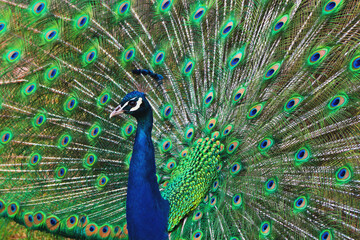 Obraz premium Peacock