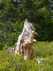 Fairytale Tree Shape
