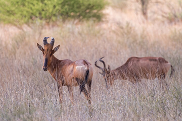 Eland Antelopes In The Kalahari Trans Frontier Park Taurotragus Oryx