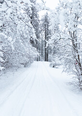Obraz premium Neige forêt