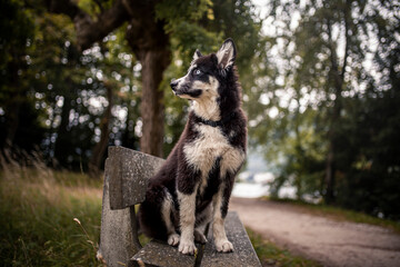 Laika puppy sitting and lying obedient on a bench in the park. Puppy looking arround in the nature. Young dog have fun outdoor