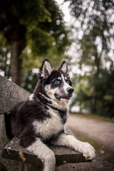 Laika puppy sitting and lying obedient on a bench in the park. Puppy looking arround in the nature. Young dog have fun outdoor