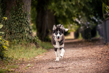 Young Laika puppy having fun and running obedient in fields and forest. Young dog playing and is...