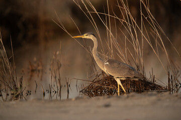 A portrait of a Grey Heron at Asker marsh, Bahrain
