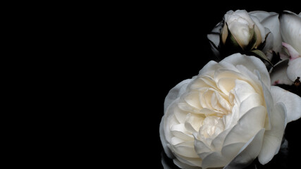 lush white rose bud on a black background, copy space, layout for the designer, space for text