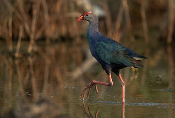 Portrait of a Grey-headed Swamphen at Asker Marsh, Bahrain