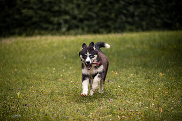 Young Laika puppy having fun and running obedient in fields and forest. Young dog playing and is active outdoor. Russian dog is happy and playful.