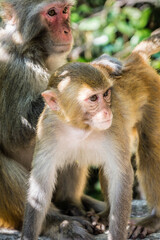 Family of rhesus monkeys wildlife