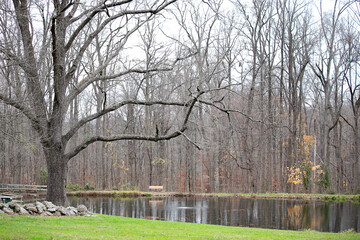 fall winter park lake with the bench and a tree