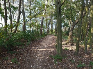 Obraz premium Way on the forest