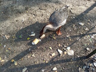A Goose eating bread