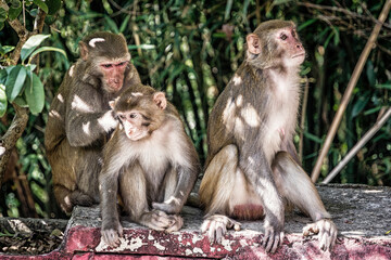 Family of rhesus monkeys wildlife