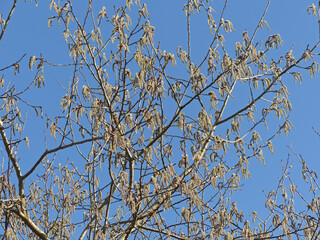Blooming Alder Tree, Symbol For Allergenic Pollen