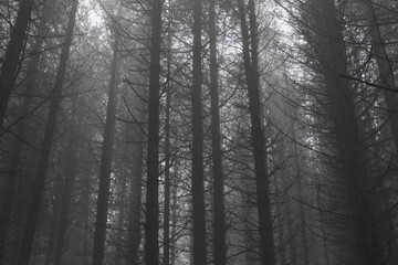 Fototapeta na wymiar Foggy pinewoods at dusk