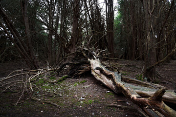 Fallen Tree