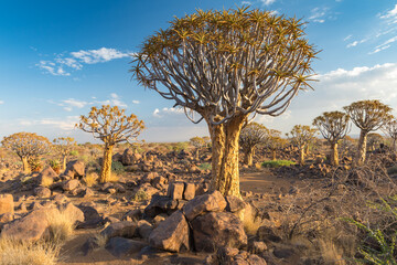 Quiver Trees Keetmanshoop Namibia