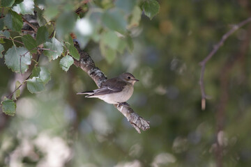 Small beautiful bird
