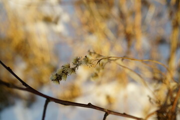 Macro photography of aged flower at branch in snowy winter forest