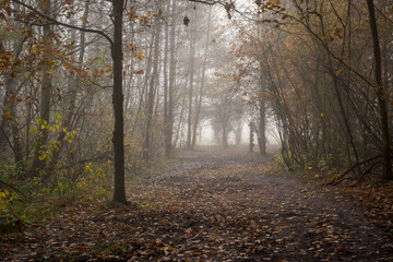 Dark October morning in Kampinos wilderness, Poland. Fallen leaves are covering a muddy path. Deciduous trees are getting ready for the winter. Selective focus on the tree trunks, blurred background.