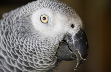 Close up potrait of African grey parrot