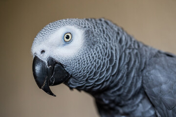 African grey parrot