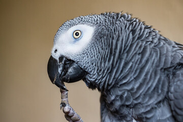 African grey parrot biting his nails