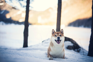 Potrait of a red Shiba inu in the snow. Happy dog in winter. Dog sitting in front of a tree