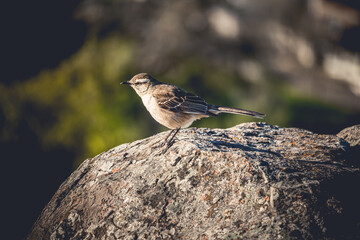 Calandria (Mimus saturninus) over the rocks. Sud american bird.