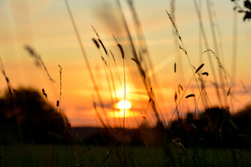 Sunset with grasses in the foreground