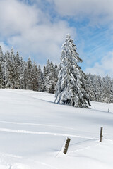 sapins enneigés dans les Vosges