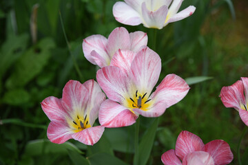 Fototapeta premium Tulipes roses au jardin au printemps