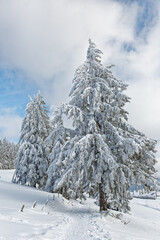 sapins enneigés dans les Vosges