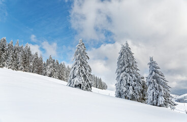 sapins enneigés dans les Vosges