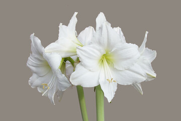 White flowers of a Hippeastrum (common name amaryllis) of the family Amaryllidaceae with a white background. Netherlands, January.