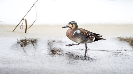 Baikal Teal The Beautiful And
