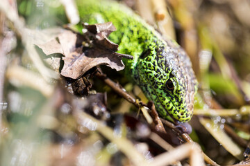 Naklejka premium Zauneidechse Mänchen