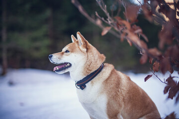 Potrait of a red Shiba inu in the snow. Happy dog in winter. Dog sitting in front of a tree with red and brown leaves