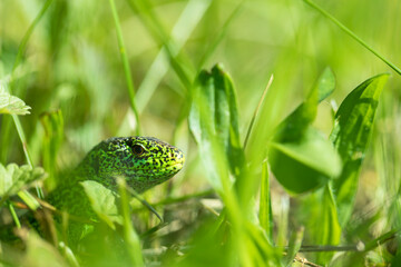 Zauneidechse Mänchen