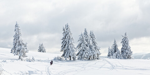 sapins enneigés dans les Vosges