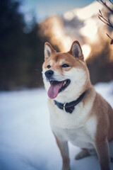 Potrait of a red Shiba inu in the snow. Happy dog in winter. Dog sitting in front of a tree with red and brown leaves