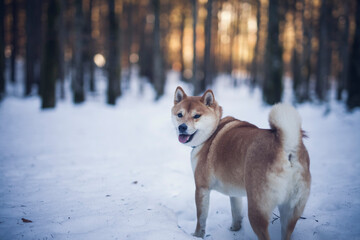 Potrait of a red Shiba inu in the snow. Happy dog in winter. Dog sitting in front of a tree with red and brown leaves