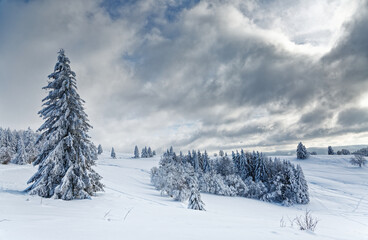 sapins enneigés dans les Vosges