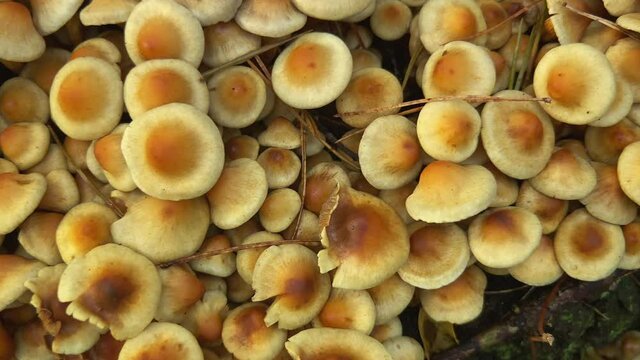 Very nice golden brown Mushrooms close-up in the forest. Slider aerial view