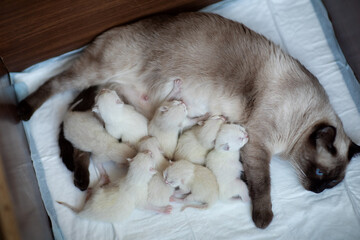 Thai cat with newborn kittens