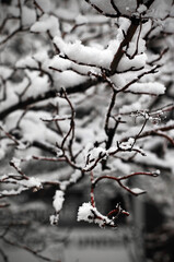 Picture of a snowy day, winter